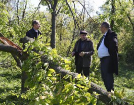 Responsabili de la Președinție au estimat consecințele pagubelor aduse Grădinii Botanice și au identificat soluții